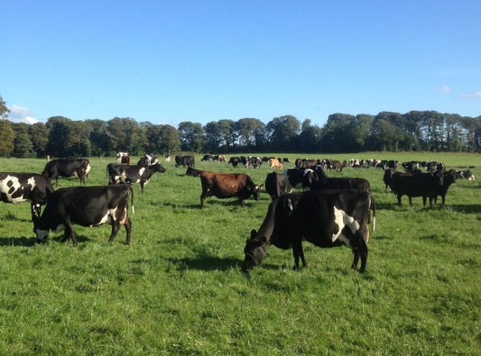 Weidemilch aber bitte aus Irland